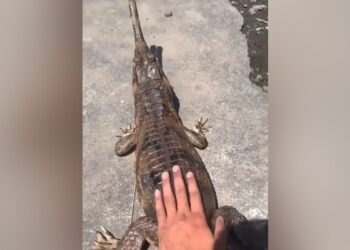 Alligator Attack Man Viral Video: Shocking Video Of Man Teases Crocodile Viral On Social Media