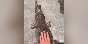Alligator Attack Man Viral Video: Shocking Video Of Man Teases Crocodile Viral On Social Media