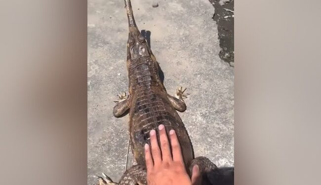 Alligator Attack Man Viral Video: Shocking Video Of Man Teases Crocodile Viral On Social Media