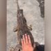Alligator Attack Man Viral Video: Shocking Video Of Man Teases Crocodile Viral On Social Media