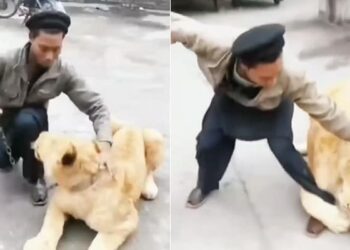 Lion Attack Video: Man Was Having Fun With The Lion Suddenly The King Of The Jungle Attacked