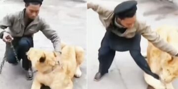Lion Attack Video: Man Was Having Fun With The Lion Suddenly The King Of The Jungle Attacked