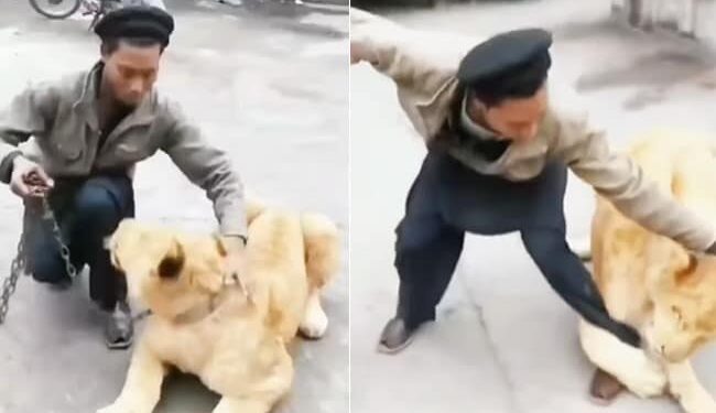 Lion Attack Video: Man Was Having Fun With The Lion Suddenly The King Of The Jungle Attacked