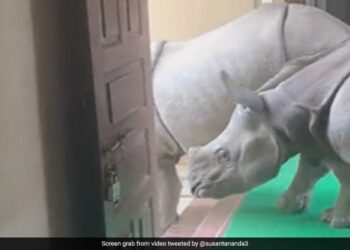 Rhino Walking Inside The Room In Chitwan National Park People Shocked Ifs Officer Susanta Nanda Shares Viral Video