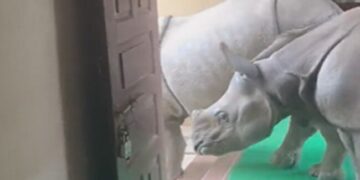 Rhino Walking Inside The Room In Chitwan National Park People Shocked Ifs Officer Susanta Nanda Shares Viral Video