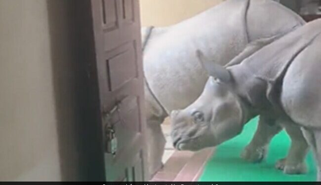 Rhino Walking Inside The Room In Chitwan National Park People Shocked Ifs Officer Susanta Nanda Shares Viral Video