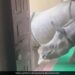 Rhino Walking Inside The Room In Chitwan National Park People Shocked Ifs Officer Susanta Nanda Shares Viral Video