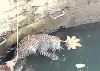Leopard And Cat Viral Video: Leopard And Cat Fall In Well In Forest, Users Call Survival Of Fittest