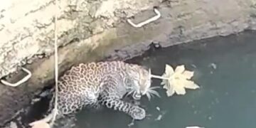Leopard And Cat Viral Video: Leopard And Cat Fall In Well In Forest, Users Call Survival Of Fittest