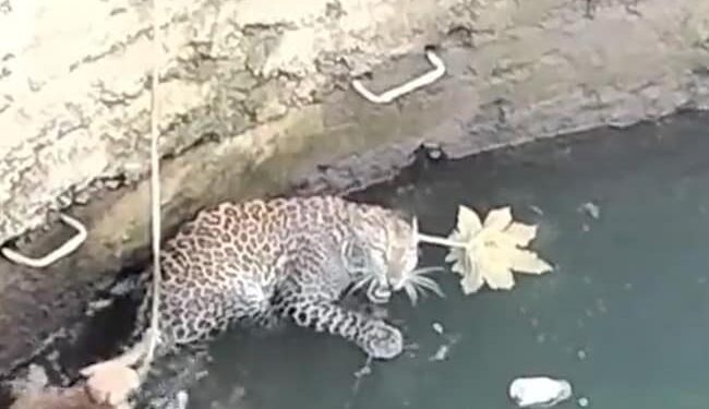 Leopard And Cat Viral Video: Leopard And Cat Fall In Well In Forest, Users Call Survival Of Fittest