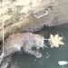 Leopard And Cat Viral Video: Leopard And Cat Fall In Well In Forest, Users Call Survival Of Fittest