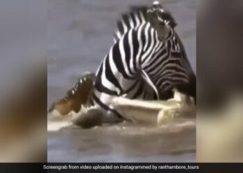 Zebra Got Trapped Between Two Crocodiles Started Attacking Then Zebra Filled The Crocodile Jaw In Mouth What Happened Next Will Shocked You See Viral Video