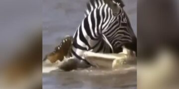 Zebra Got Trapped Between Two Crocodiles Started Attacking Then Zebra Filled The Crocodile Jaw In Mouth What Happened Next Will Shocked You See Viral Video
