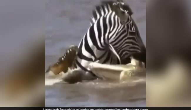 Zebra Got Trapped Between Two Crocodiles Started Attacking Then Zebra Filled The Crocodile Jaw In Mouth What Happened Next Will Shocked You See Viral Video