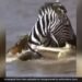 Zebra Got Trapped Between Two Crocodiles Started Attacking Then Zebra Filled The Crocodile Jaw In Mouth What Happened Next Will Shocked You See Viral Video