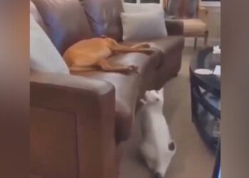 Viral Video: The Poor Dog Was Sleeping Comfortably, In This Way The Cats Aunt Came To Disturb Him Ndtv Hindi Ndtv India