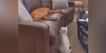 Viral Video: The Poor Dog Was Sleeping Comfortably, In This Way The Cats Aunt Came To Disturb Him Ndtv Hindi Ndtv India