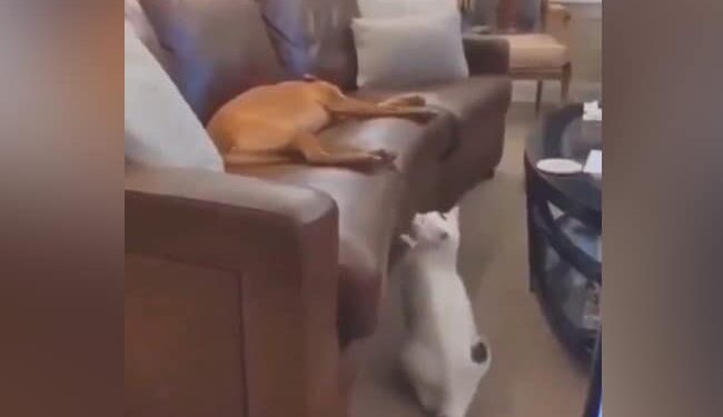 Viral Video: The Poor Dog Was Sleeping Comfortably, In This Way The Cats Aunt Came To Disturb Him Ndtv Hindi Ndtv India