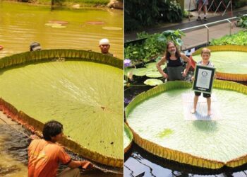 Giant Waterlily Plant From Victoria Boliviana Has The Largest Leaves On Earth, Guinness World Records