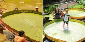 Giant Waterlily Plant From Victoria Boliviana Has The Largest Leaves On Earth, Guinness World Records