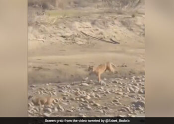 Tiger Chases Deer As Soon As It Reached Near The Deer In Stormy Speed What Happens Next In Jim Corbett National Park See Viral Video