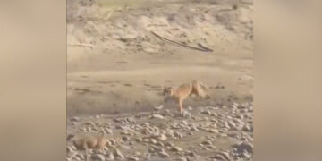 Tiger Chases Deer As Soon As It Reached Near The Deer In Stormy Speed What Happens Next In Jim Corbett National Park See Viral Video