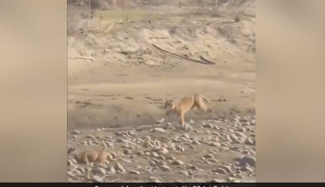 Tiger Chases Deer As Soon As It Reached Near The Deer In Stormy Speed What Happens Next In Jim Corbett National Park See Viral Video