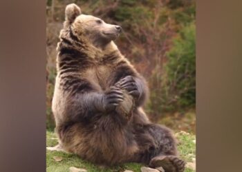 Bear Is Seen Stretching In A Viral Video: Video Of Bear Doing Exercise Yoga Goes Viral