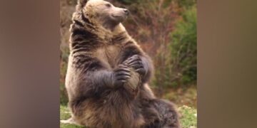 Bear Is Seen Stretching In A Viral Video: Video Of Bear Doing Exercise Yoga Goes Viral