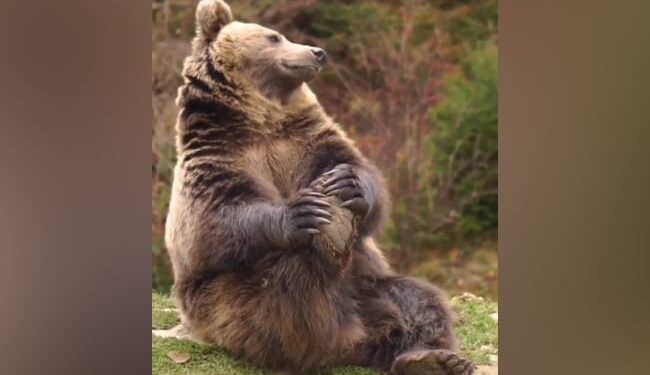Bear Is Seen Stretching In A Viral Video: Video Of Bear Doing Exercise Yoga Goes Viral