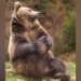 Bear Is Seen Stretching In A Viral Video: Video Of Bear Doing Exercise Yoga Goes Viral
