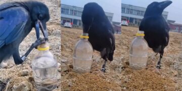 Video Of The Thirsty Crow Went Viral On The Internet: Thirsty Crow Moral Stories For Kids