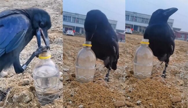 Video Of The Thirsty Crow Went Viral On The Internet: Thirsty Crow Moral Stories For Kids