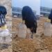 Video Of The Thirsty Crow Went Viral On The Internet: Thirsty Crow Moral Stories For Kids