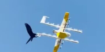 The Crow Started Flying With The Drone, Bad Condition Has Been Done Watch Amazing Viral Video, You Too Will Be Stunned