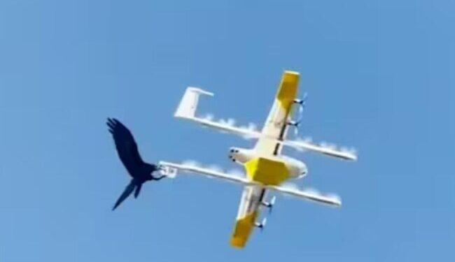 The Crow Started Flying With The Drone, Bad Condition Has Been Done Watch Amazing Viral Video, You Too Will Be Stunned