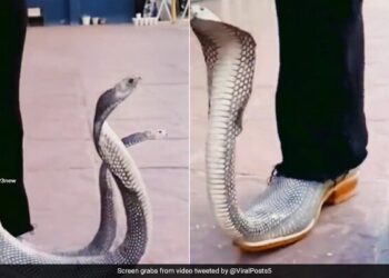 Man Wearing King Cobra Shoes Both The Snakes Were Standing With Their Hoods Spread People Shocked See Viral Video – किंग कोबरा वाले जूते पहनकर निकला शख्स! फन फैलाए खड़े थे दोनों सांप, देखते ही सहम गए लोग, बोले