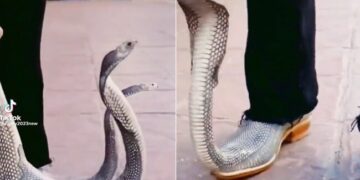 Man Wearing King Cobra Shoes Both The Snakes Were Standing With Their Hoods Spread People Shocked See Viral Video – किंग कोबरा वाले जूते पहनकर निकला शख्स! फन फैलाए खड़े थे दोनों सांप, देखते ही सहम गए लोग, बोले