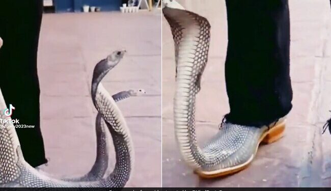 Man Wearing King Cobra Shoes Both The Snakes Were Standing With Their Hoods Spread People Shocked See Viral Video – किंग कोबरा वाले जूते पहनकर निकला शख्स! फन फैलाए खड़े थे दोनों सांप, देखते ही सहम गए लोग, बोले