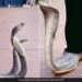 Man Wearing King Cobra Shoes Both The Snakes Were Standing With Their Hoods Spread People Shocked See Viral Video – किंग कोबरा वाले जूते पहनकर निकला शख्स! फन फैलाए खड़े थे दोनों सांप, देखते ही सहम गए लोग, बोले