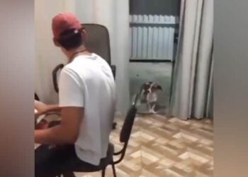 Viral Video: The Dog Was Seen Wagging Its Tail On The Owners Tune, As If Understanding Each And Every Beatndtv India Ndtv Hindi