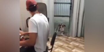 Viral Video: The Dog Was Seen Wagging Its Tail On The Owners Tune, As If Understanding Each And Every Beatndtv India Ndtv Hindi