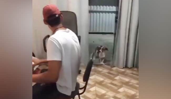 Viral Video: The Dog Was Seen Wagging Its Tail On The Owners Tune, As If Understanding Each And Every Beatndtv India Ndtv Hindi
