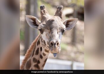 आपस में भिड़ गए दो जिराफ, लंबी गर्दन का किया गजब का इस्तेमाल, देखिए वायरल वीडियो