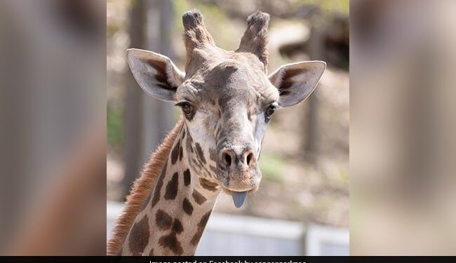 आपस में भिड़ गए दो जिराफ, लंबी गर्दन का किया गजब का इस्तेमाल, देखिए वायरल वीडियो