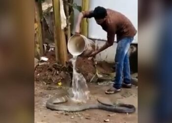 Shocking Video: King Cobra Taking Bath With Water Like A Obidient Baby Video Goes Viral | Cobra Saanp Ko Nahlaya | King Cobra Saanp Ka Video | Azgar | Snake