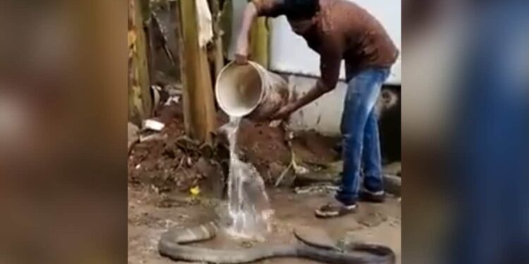 Shocking Video: King Cobra Taking Bath With Water Like A Obidient Baby Video Goes Viral | Cobra Saanp Ko Nahlaya | King Cobra Saanp Ka Video | Azgar | Snake