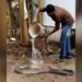 Shocking Video: King Cobra Taking Bath With Water Like A Obidient Baby Video Goes Viral | Cobra Saanp Ko Nahlaya | King Cobra Saanp Ka Video | Azgar | Snake