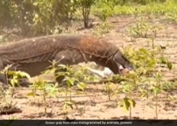 Komodo Dragon Swallowed Deer In One Gulp And Started Running Then What Happened Is Not For The Faint Hearted