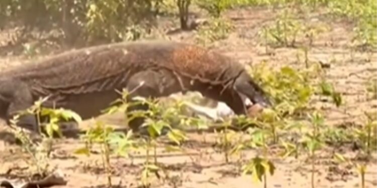 Komodo Dragon Swallowed Deer In One Gulp And Started Running Then What Happened Is Not For The Faint Hearted